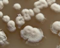 streptomyces streptomyctes